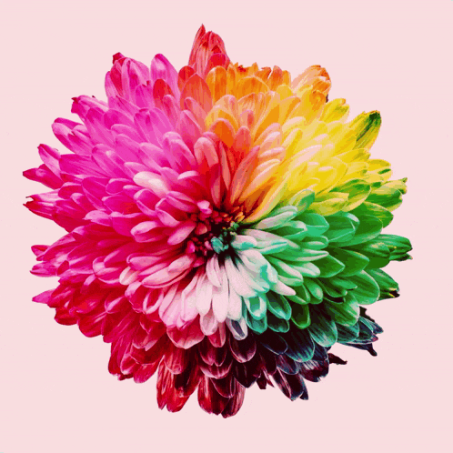 a rainbow colored flower with a pink center is on a pink background