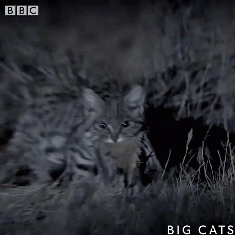 Bbc Big GIF - Bbc Big Cats GIFs