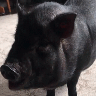 Piggy Food GIF - Piggy Pig Food GIFs