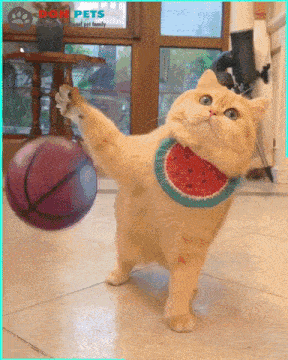 cat-basketball.gif