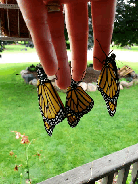 two butterflies hanging from a person 's finger