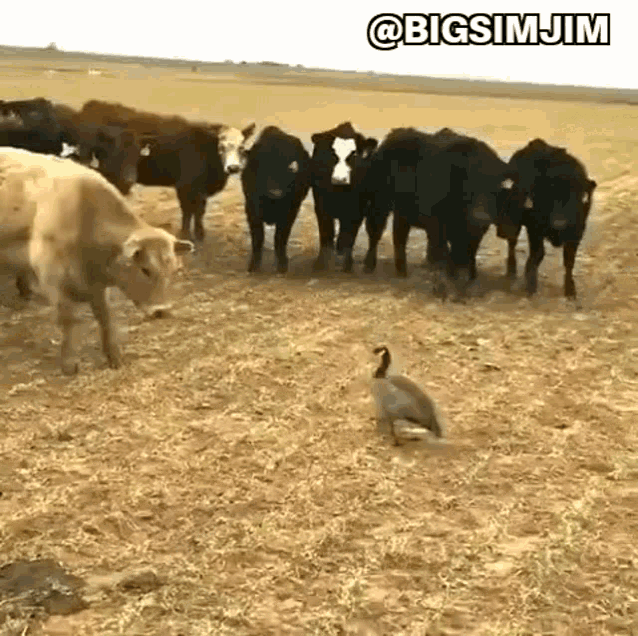 Goose Cows GIF - Goose Cows Picking A Fight GIFs