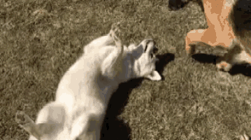 two dogs are playing in the grass one is laying on its back