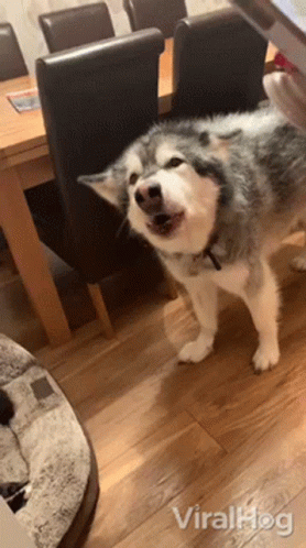 Dog Howling Viralhog GIF - Dog Howling Viralhog Awoo GIFs