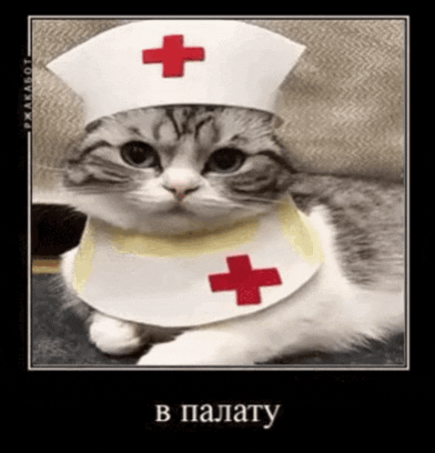 a cat is dressed as a nurse with a red cross on its hat and bib .