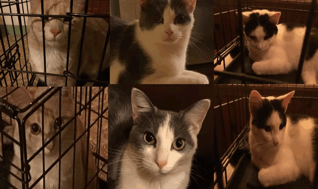 a collage of cats in a cage including a white and gray cat