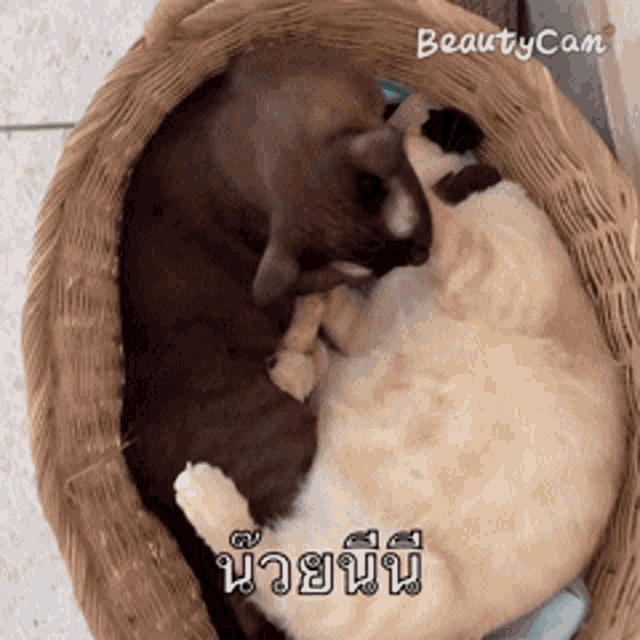 two cats are laying in a wicker basket with the words beautycam on the bottom