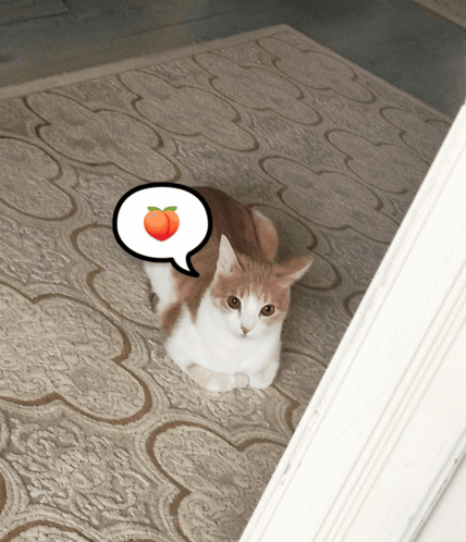 Cat Peach GIF - Cat Peach Cat Meme GIFs