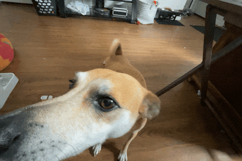 a brown and white dog standing on a wood floor