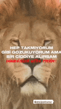 a picture of a lion with the words hep takmiyorum gibi gozuyorum ama bir ciddete alirsam karadenizleri guten sekerim
