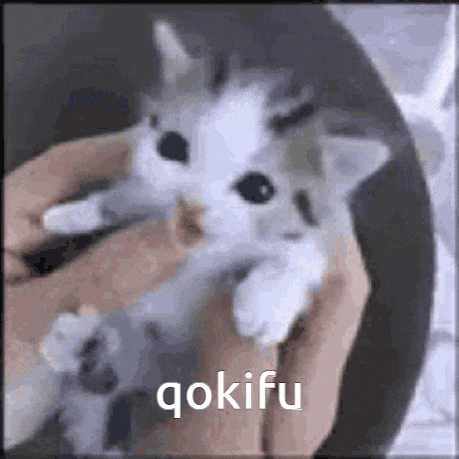 a person is holding a small white kitten in their hands and the kitten is looking at the camera .