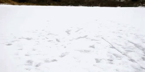 Slide GIF - Snowing Winter Run GIFs