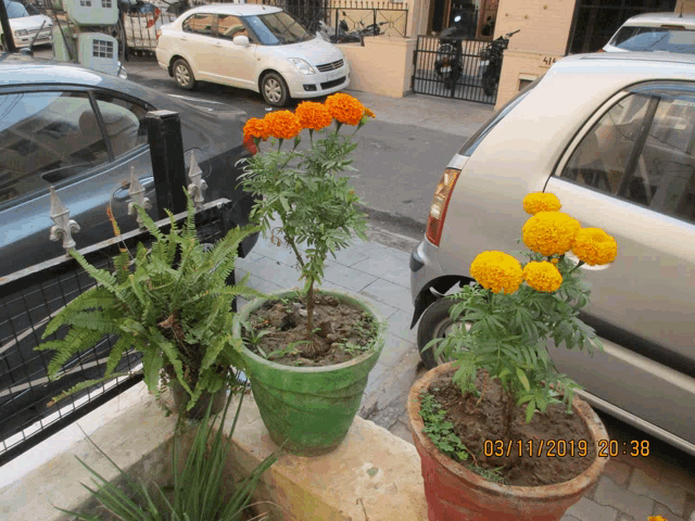 a picture of potted flowers taken on 03/11/2019 at 20:38