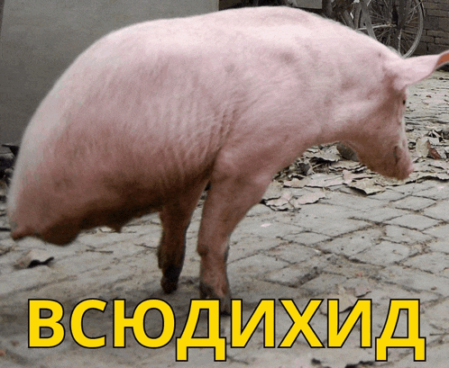 a picture of a pig with the word bchodixhid in yellow