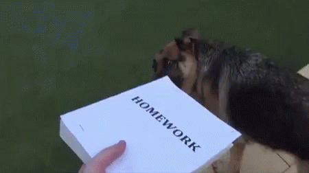 Dog Homework GIF - Dog Homework Nope GIFs