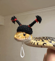 a person is holding a snake wearing a black hat