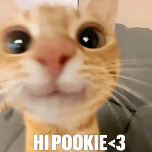 a close up of a cat 's face with hypookie < 3 written on the bottom