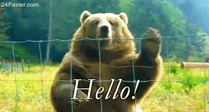 Hello Bear GIF - Hello Bear Hi GIFs