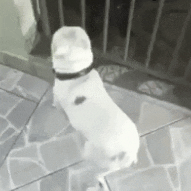a white dog is standing on its hind legs on a tile floor .