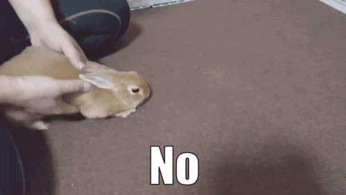 a person is petting a small brown rabbit with the word no written on the bottom