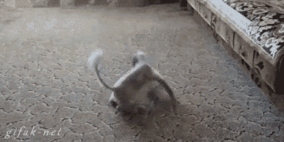 Cats Play GIF - Cats Play Pets GIFs