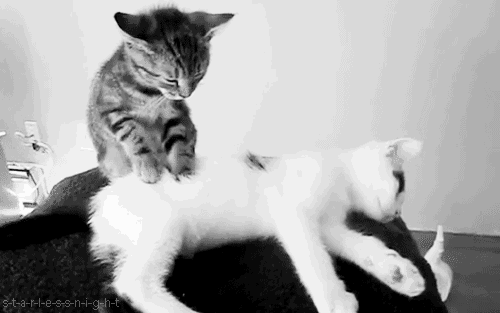 Very Happiness. Much Spa GIF - Cat Massage Cats GIFs