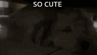 a dog is laying under a table with the words so cute written above it