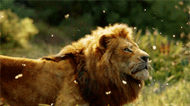 The Lion King Simba GIF - The Lion King Simba Butterflies GIFs