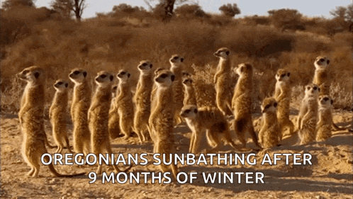 a group of meerkats are standing in the dirt with the words oregonians sunbathing after 9 months of winter