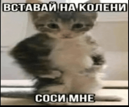a kitten is standing on a table with a caption in russian .