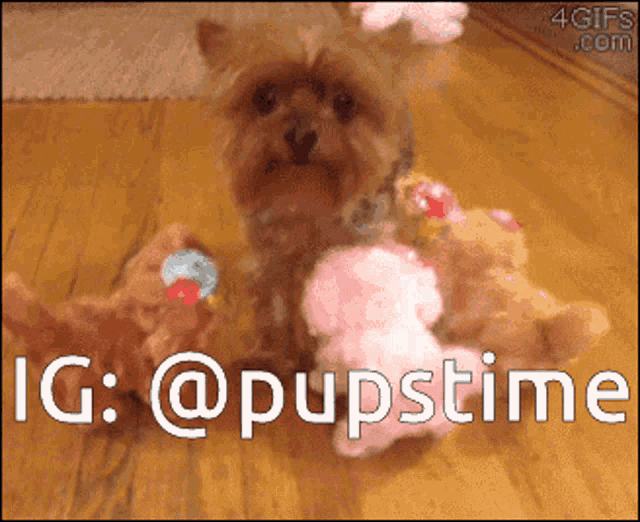 a small dog is playing with stuffed animals and says ig @ pupstime