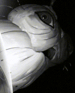 a black and white photo of a turtle with its mouth open and eyes closed