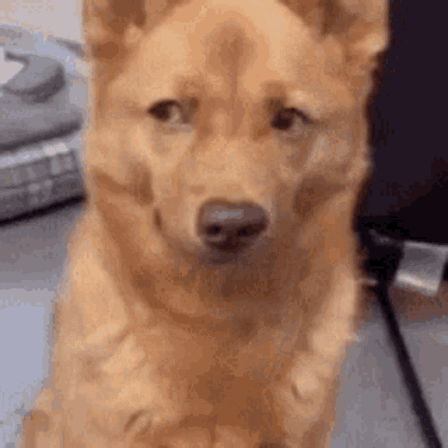 Hyejinsgenre Dog Meme GIF - Hyejinsgenre Dog Meme Dog Meme Face GIFs