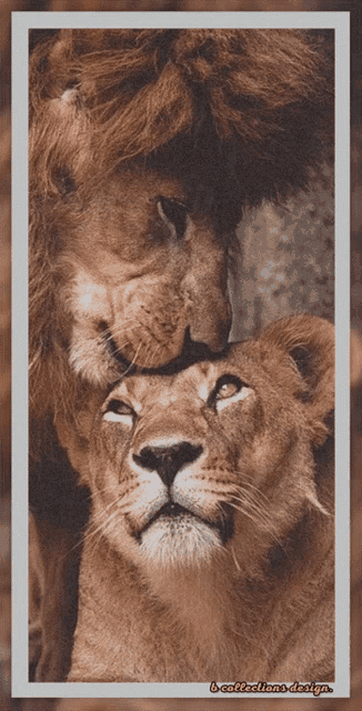 a picture of a lion and a lioness with a watermark that says l-collectione design