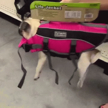 Dog Pug Jacket GIF - Dog Pug Jacket Cant Walk GIFs