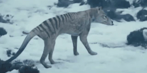 Thylacine Tasmanian Tiger GIF - Thylacine Tasmanian Tiger Tasmanian GIFs