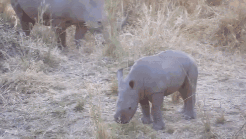 Brave Baby Rhino GIF - Baby Rhino Charge Hi GIFs