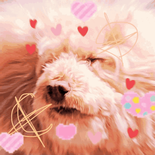 a close up of a dog surrounded by pink hearts and a dollar sign