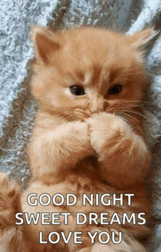 a kitten laying on a blanket with the words good night sweet dreams love you above it