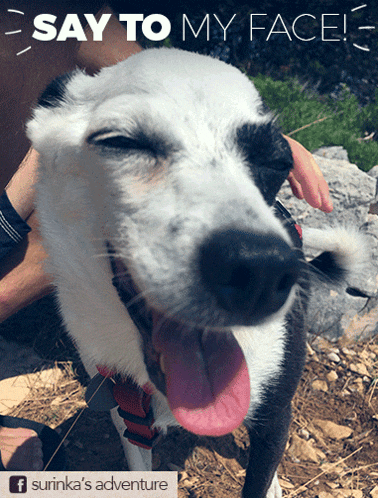 a black and white dog making a funny face with the words say to my face behind it