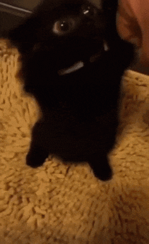 a black cat with a white collar is sitting on a yellow blanket .