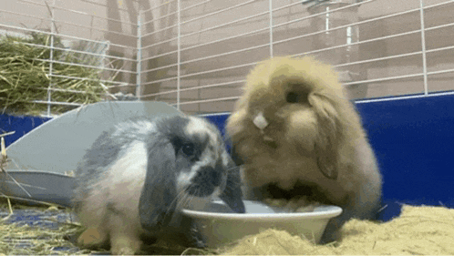 two rabbits in a cage one is drinking water from a bowl