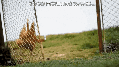 a chicken behind a chain link fence with the words good morning waves written on it