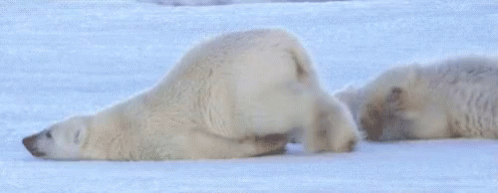 Polar Bear Lazy GIF - Polar Bear Lazy Slide GIFs