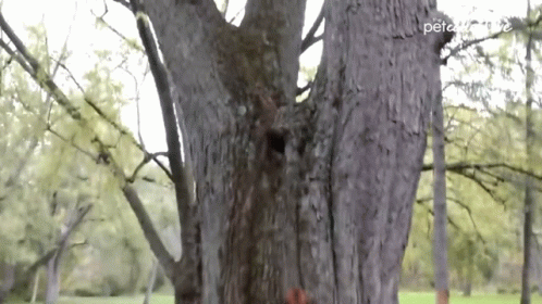 Dog Climbing Tree GIF - Dog Climbing Tree Agile Dog GIFs