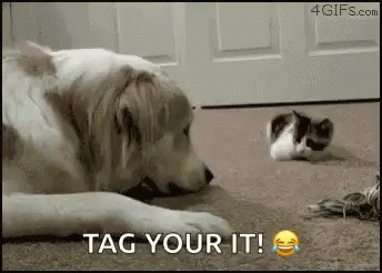 Funny Animals Cats GIF - Funny Animals Cats Kitten GIFs