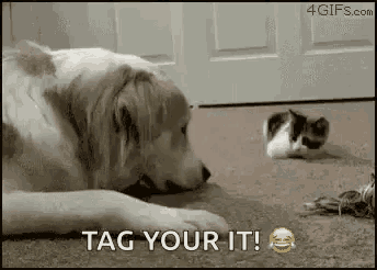 a dog is laying on the floor next to a kitten and says tag your it .