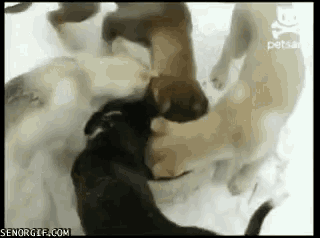 a group of dogs are playing in the snow and one of them has a skull and crossbones on its head .