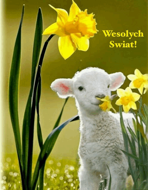a sheep with a yellow flower in its mouth and the words wesolych swiat below it