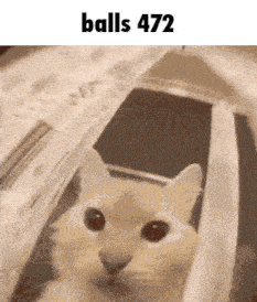 a picture of a cat with the words balls 472 on the top